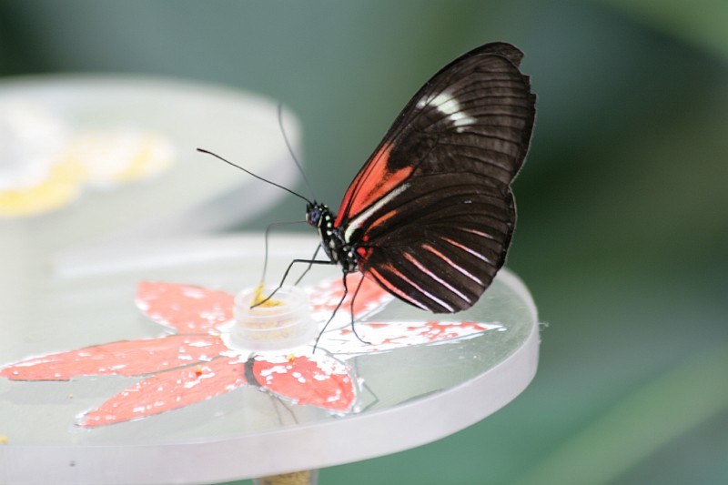 Fotoclubje Blijdorp 2008-73.jpg